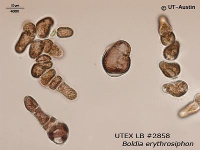 <strong>UTEX LB 2858</strong> <br><i>Boldia erythrosiphon</i>