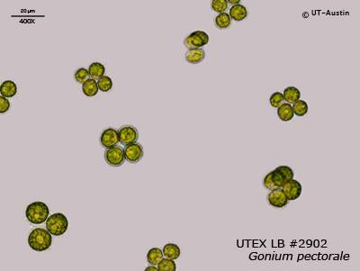 <strong>UTEX LB 2902</strong> <br><i>Gonium pectorale</i>