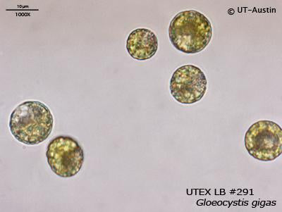 <strong>UTEX LB 291</strong> <br><i>Gloeocystis gigas</i>