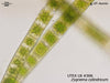 UTEX LB 306 Zygnema cylindricum | UTEX Culture Collection of Algae