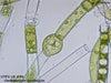 UTEX LB 39 Oedogonium cardiacum | UTEX Culture Collection of Algae