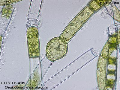 <strong>UTEX LB 39</strong> <br><i>Oedogonium cardiacum</i>