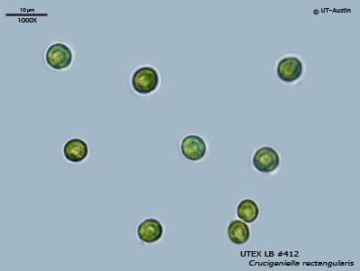 UTEX LB 412 Crucigeniella rectangularis | UTEX Culture Collection of Algae