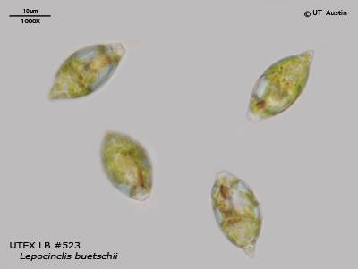 <strong>UTEX LB 523</strong> <br><i>Lepocinclis buetschlii</i>