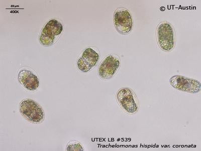 <strong>UTEX LB 539</strong> <br><i>Trachelomonas hispida var. coronata</i>