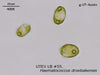 UTEX LB 55. Haematococcus droebakensis | UTEX Culture Collection of Algae