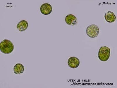 UTEX LB 618. Chlamydomonas debaryana | UTEX Culture Collection of Algae