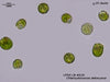 UTEX 618 Chlamydomonas debaryana | UTEX Culture Collection of Algae