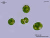 UTEX LB 6. Chlamydomonas hydra | UTEX Culture Collection of Algae