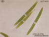 UTEX LB 736 Closterium littorale | UTEX Culture Collection of Algae
