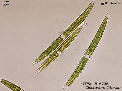 <strong>UTEX LB 736</strong> <br><i>Closterium littorale</i>