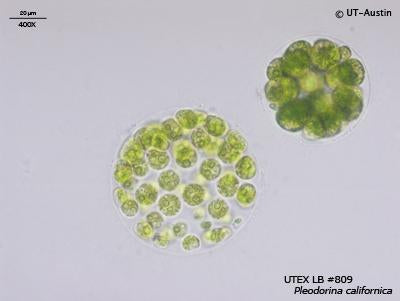 <strong>UTEX LB 809</strong> <br><i>Pleodorina californica</i>