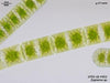 UTEX LB 923 Zygnema sp. | UTEX Culture Collection of Algae