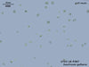 UTEX LB 987 Isochrysis galbana | UTEX Culture Collection of Algae