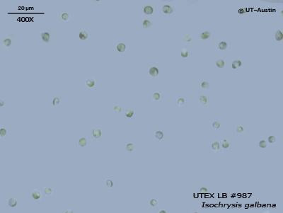 UTEX LB 987 Isochrysis galbana | UTEX Culture Collection of Algae
