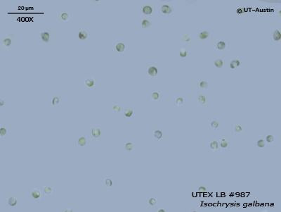 <strong>UTEX LB 987</strong> <br><i>Isochrysis galbana</i>