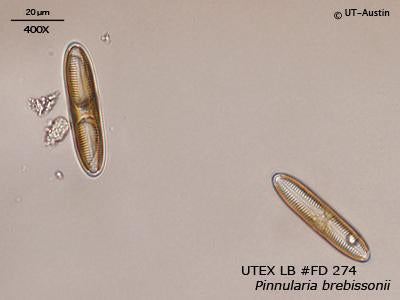 <strong>UTEX LB FD274</strong> <br><i>Pinnularia brebissonii</i>
