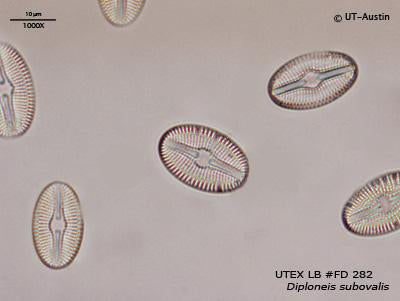 <strong>UTEX LB FD282</strong> <br><i>Diploneis subovalis</i>