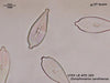 UTEX LB FD285 Gomphonema carolinense | UTEX Culture Collection of Algae