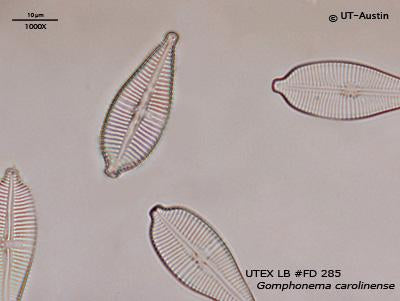 <strong>UTEX LB FD285</strong> <br><i>Gomphonema carolinense</i>