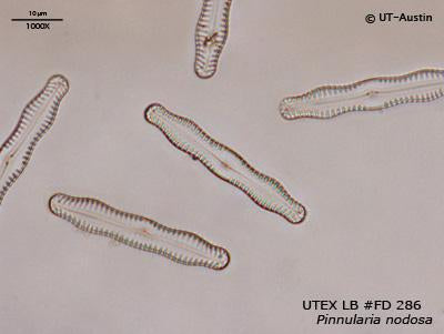 <strong>UTEX FD286</strong> <br><i>Pinnularia nodosa</i>