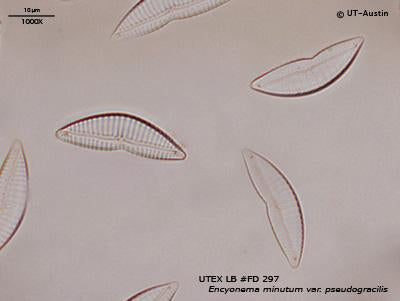 UTEX LB FD297 Encyonema minutum var. pseudogracilis | UTEX Culture Collection of Algae
