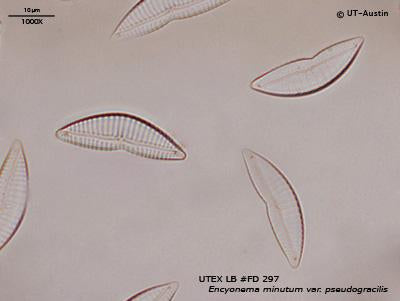 <strong>UTEX LB FD297</strong> <br><i>Encyonema minutum var. pseudogracilis</i>