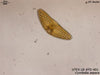 UTEX LB FD401 Cymbella aspera | UTEX Culture Collection of Algae
