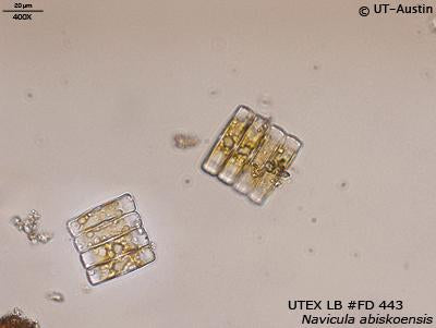 <strong>UTEX LB FD443</strong> <br><i>Navicula abiskoensis</i>