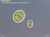 UTEX SNO10 Chloromonas rosae var. psychrophila | PC100x | UTEX Culture Collection of Algae