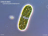 UTEX B SNO1 Cylindrocystis brebissonii | Phase Contrast (PC) 100X | UTEX Culture Collection of Algae