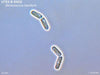 <strong>UTEX SNO2</strong> <br><i>Stichococcus bacillaris</i>