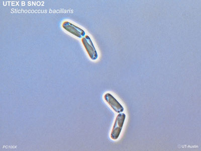 <strong>UTEX SNO2</strong> <br><i>Stichococcus bacillaris</i>