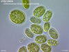 UTEX SNO4 Chloromonas rosae var. psychrophila | NM100x | UTEX Culture Collection of Algae