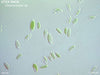 UTEX SNO6 Chlorocloster sp. | NM100X | UTEX Culture Collection of Algae
