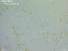 UTEX SNO7 Chlorocloster sp. | NM100x | UTEX Culture Collection of Algae