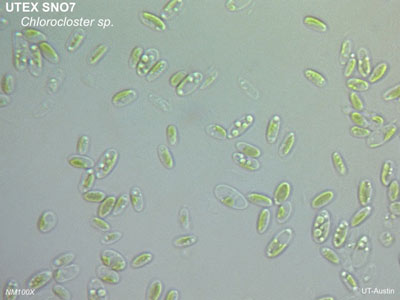 <strong>UTEX SNO7</strong> <br><i>Chlorocloster sp.</i>