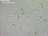 UTEX SNO8 Chlorocloster solani | NM100x | UTEX Culture Collection of Algae