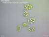 UTEX SNO9 Chloromonas rosae var. psychrophila | NM100x | UTEX Culture Collection of Algae