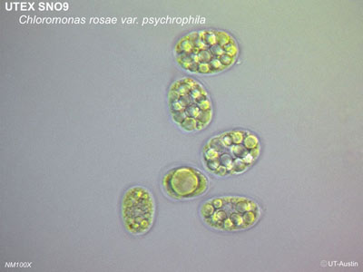 <strong>UTEX SNO9</strong> <br><i>Chloromonas rosae var. psychrophila</i>
