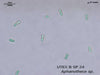 UTEX SP24 Aphanothece sp. | UTEX Culture Collection of Algae
