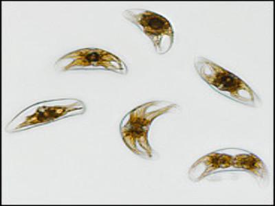 UTEX Teaching Kit: Shapes of Algae | UTEX Culture Collection of Algae