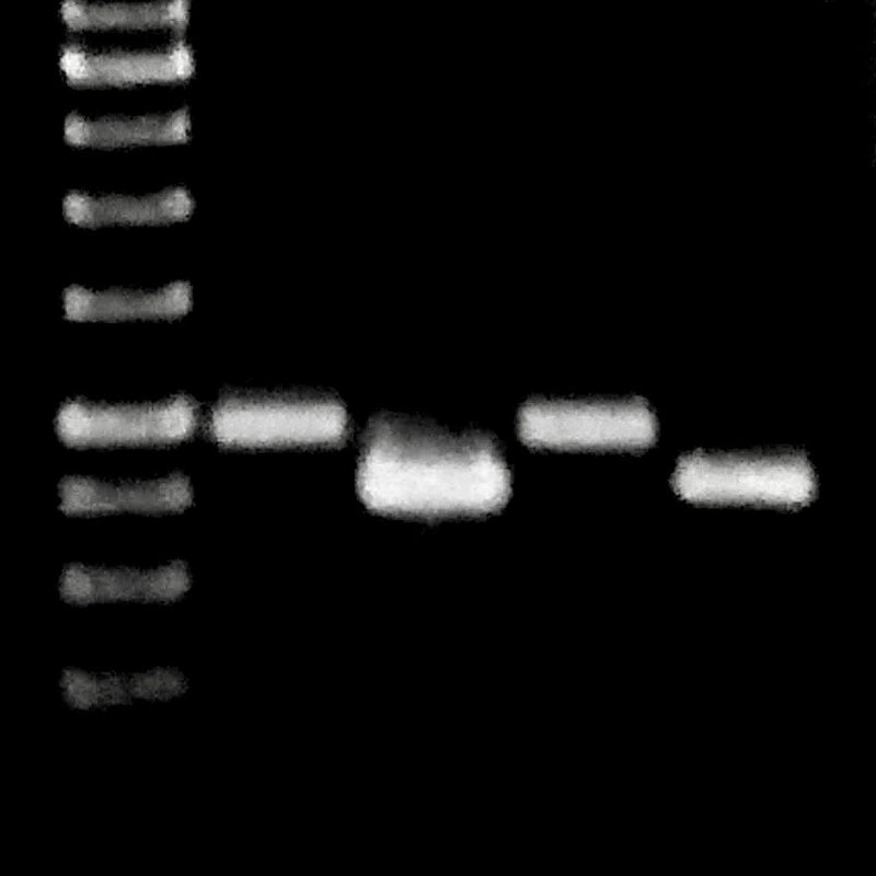 <b>Teaching Kit</b> <br>DNA Barcoding