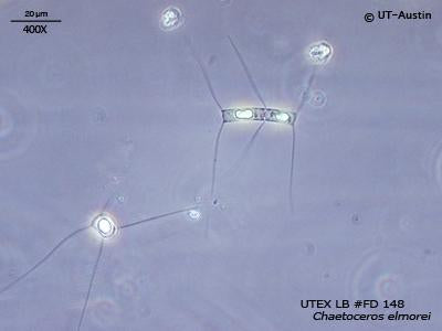 UTEX LB FD148 Chaetoceros elmorei | UTEX Culture Collection of Algae