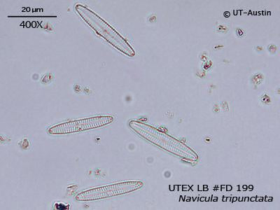 <strong>UTEX LB FD199</strong> <br><i>Navicula tripunctata</i>