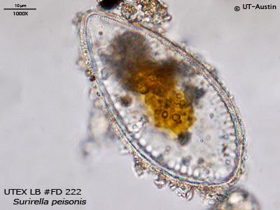 UTEX LB FD222 Surirella peisonis | UTEX Culture Collection of Algae