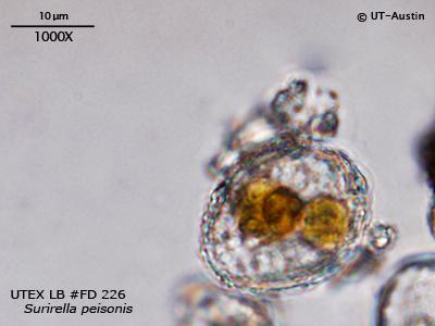 UTEX LB FD226 Surirella peisonis | UTEX Culture Collection of Algae