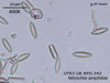 UTEX LB FD242 Nitzschia amphibia | UTEX Culture Collection of Algae