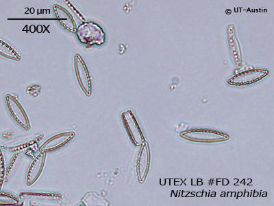 <strong>UTEX LB FD242</strong> <br><i>Nitzschia amphibia</i>