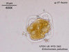 UTEX LB FD265 Entomoneis paludosa | UTEX Culture Collection of Algae